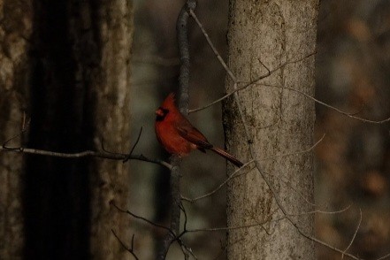 Cardenal Norteño - ML647527296