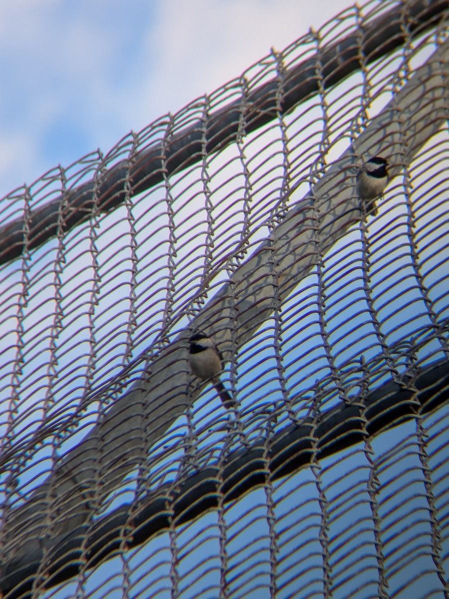 Carbonero de Carolina - ML647527298