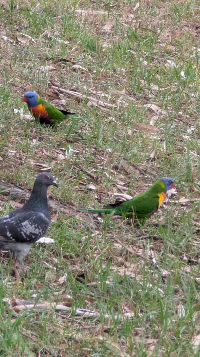 Paloma Bravía (variedad doméstica) - ML647527300