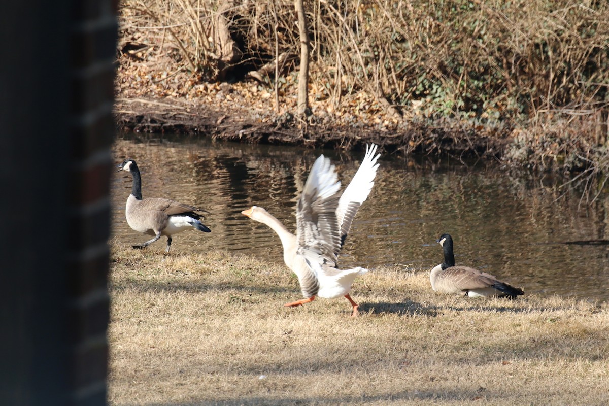 Graylag Goose (Domestic type) - ML647527304