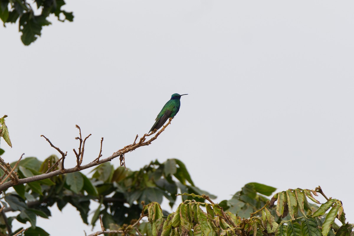 Sparkling Violetear - ML647527313