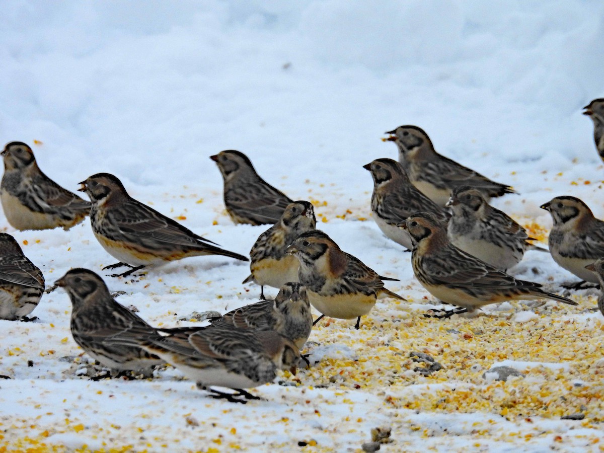 Lapland Longspur - ML647527319