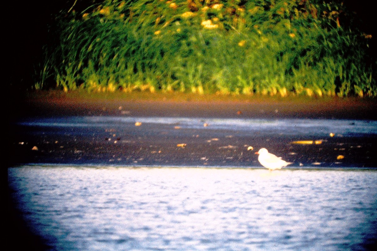 Mouette rieuse - ML647527322