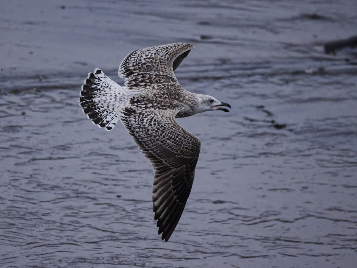 Gavión Atlántico - ML647527325