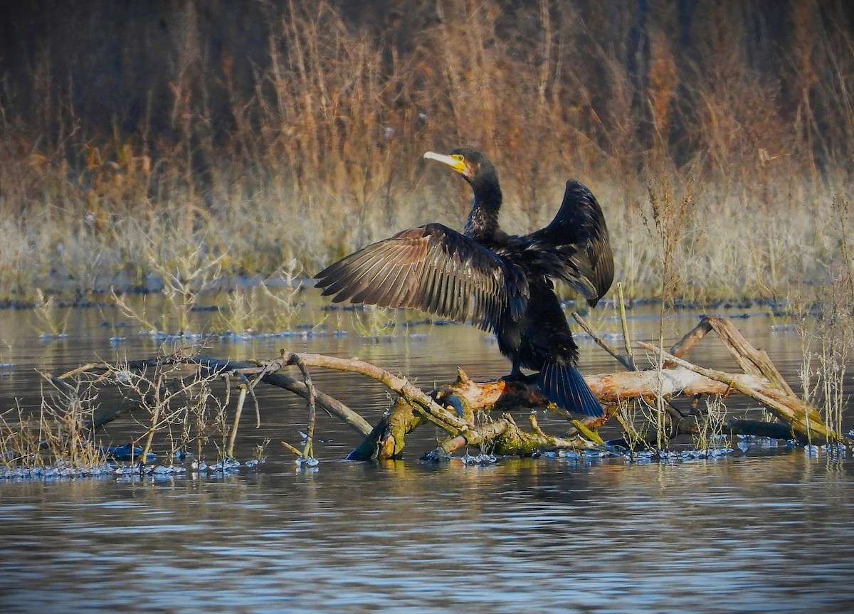 Cormorán Grande - ML647527326