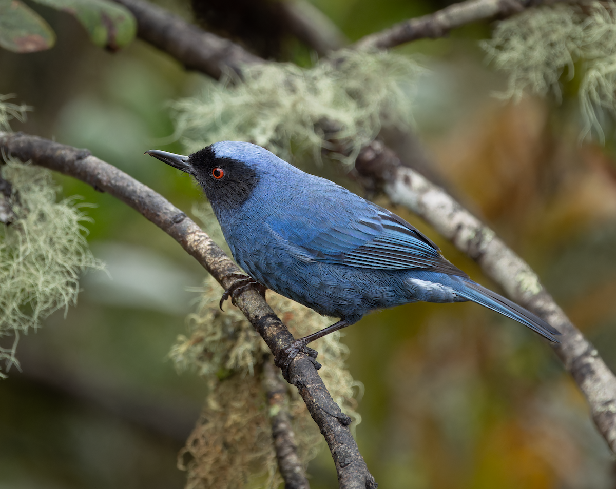 Pinchaflor Enmascarado (grupo cyanea) - ML647527327