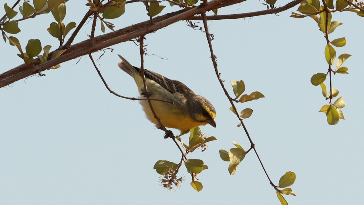 Serín Frentiamarillo - ML647527328