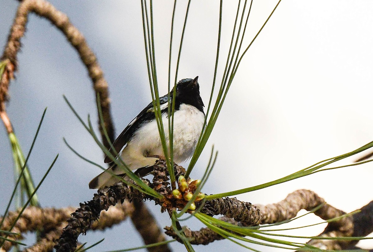 Reinita Azulada - ML647527329