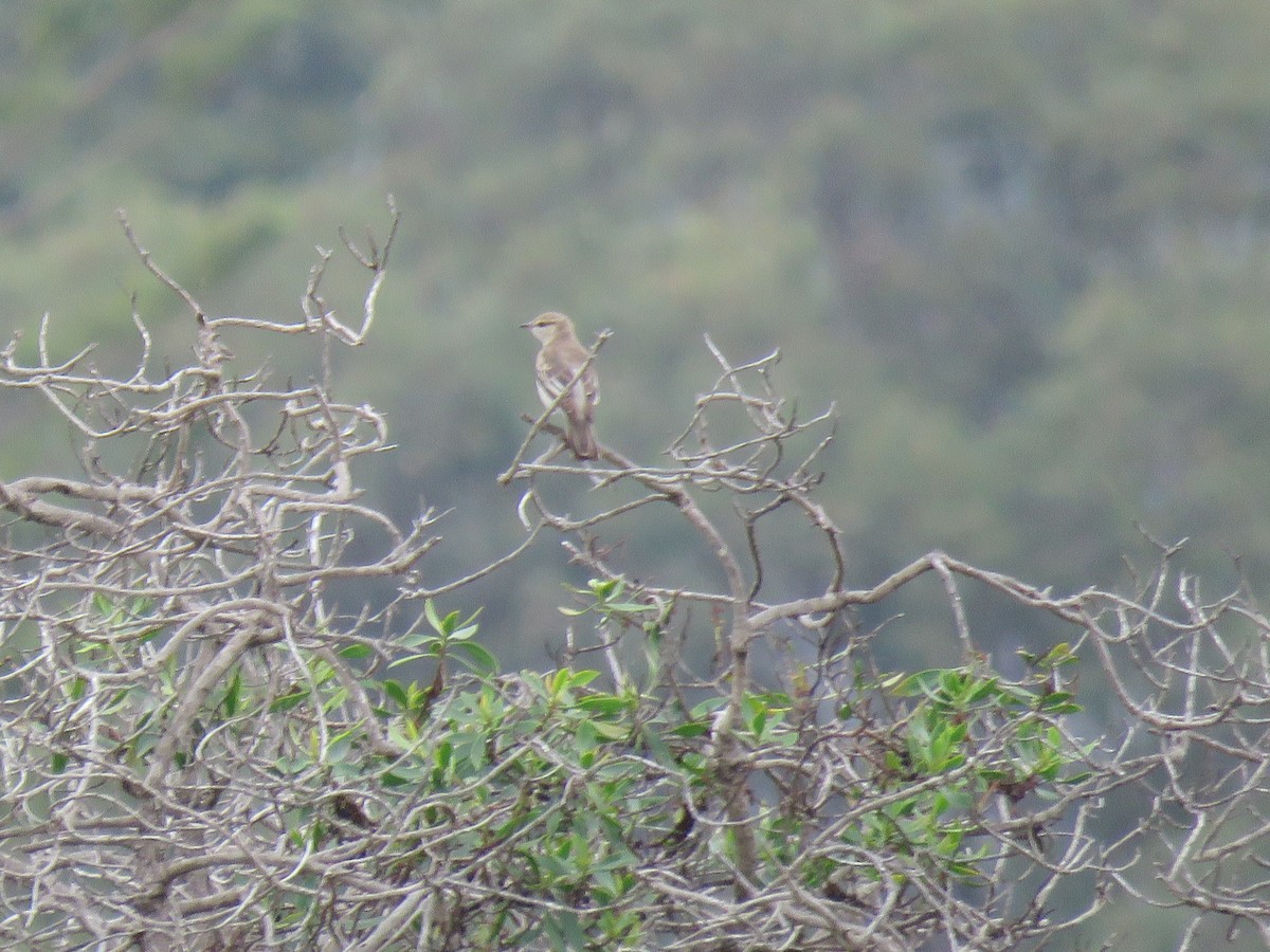 Oruguero Tricolor - ML647527335