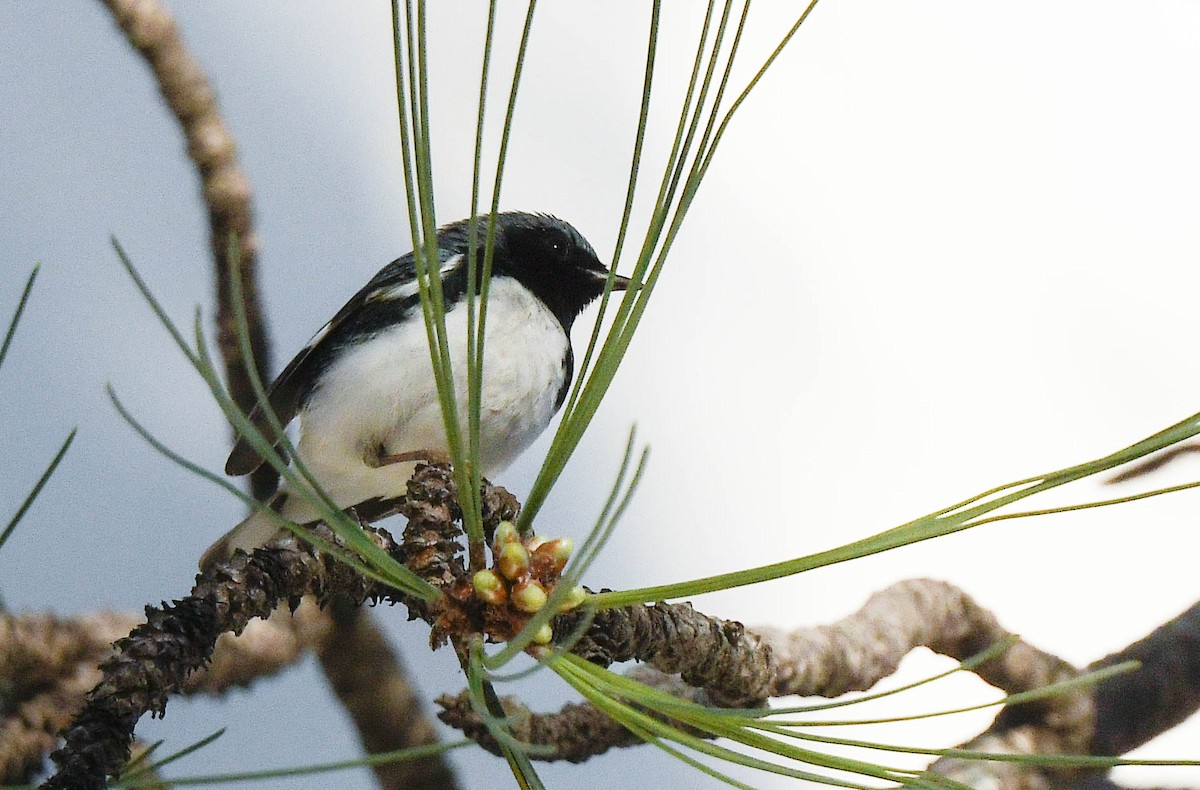 Reinita Azulada - ML647527336