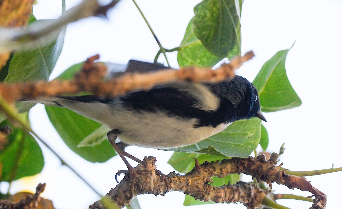 Reinita Azulada - ML647527337