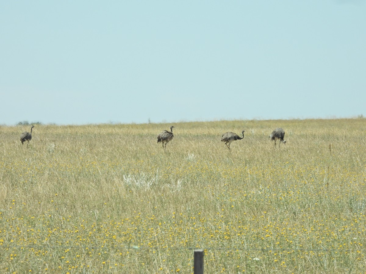 Ñandú Común - ML647527341