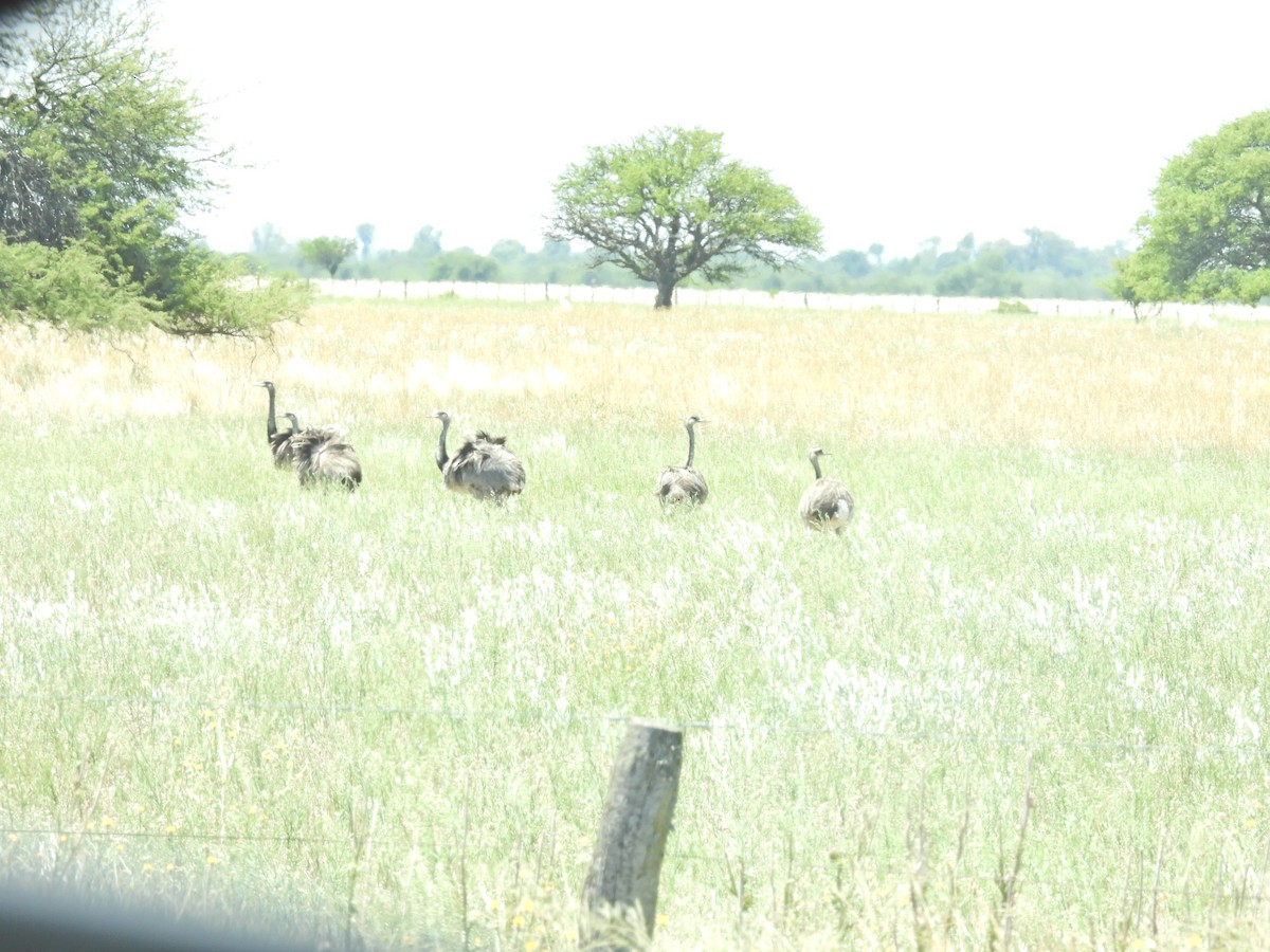 Ñandú Común - ML647527342