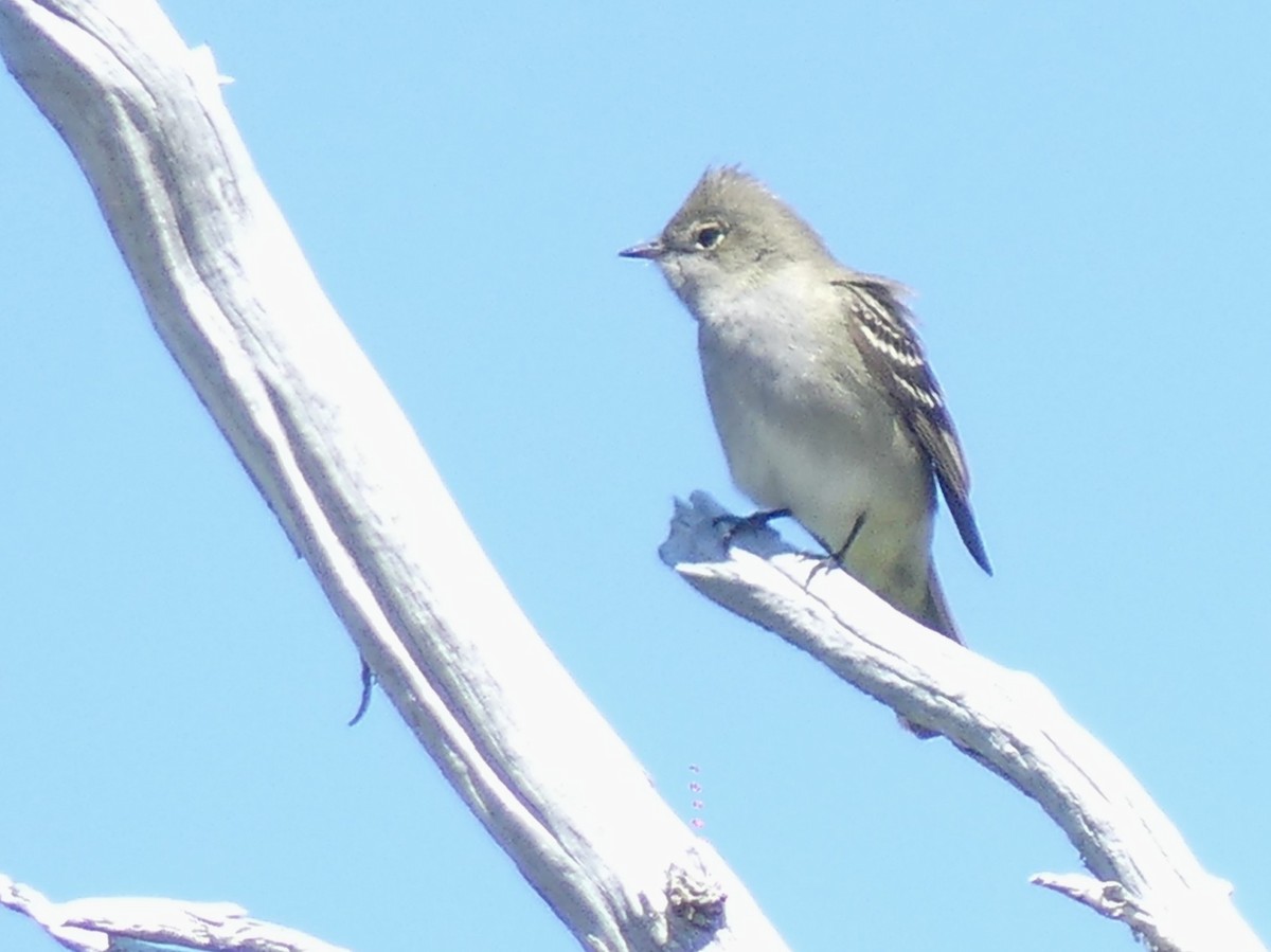 Fiofío Crestiblanco - ML647527343