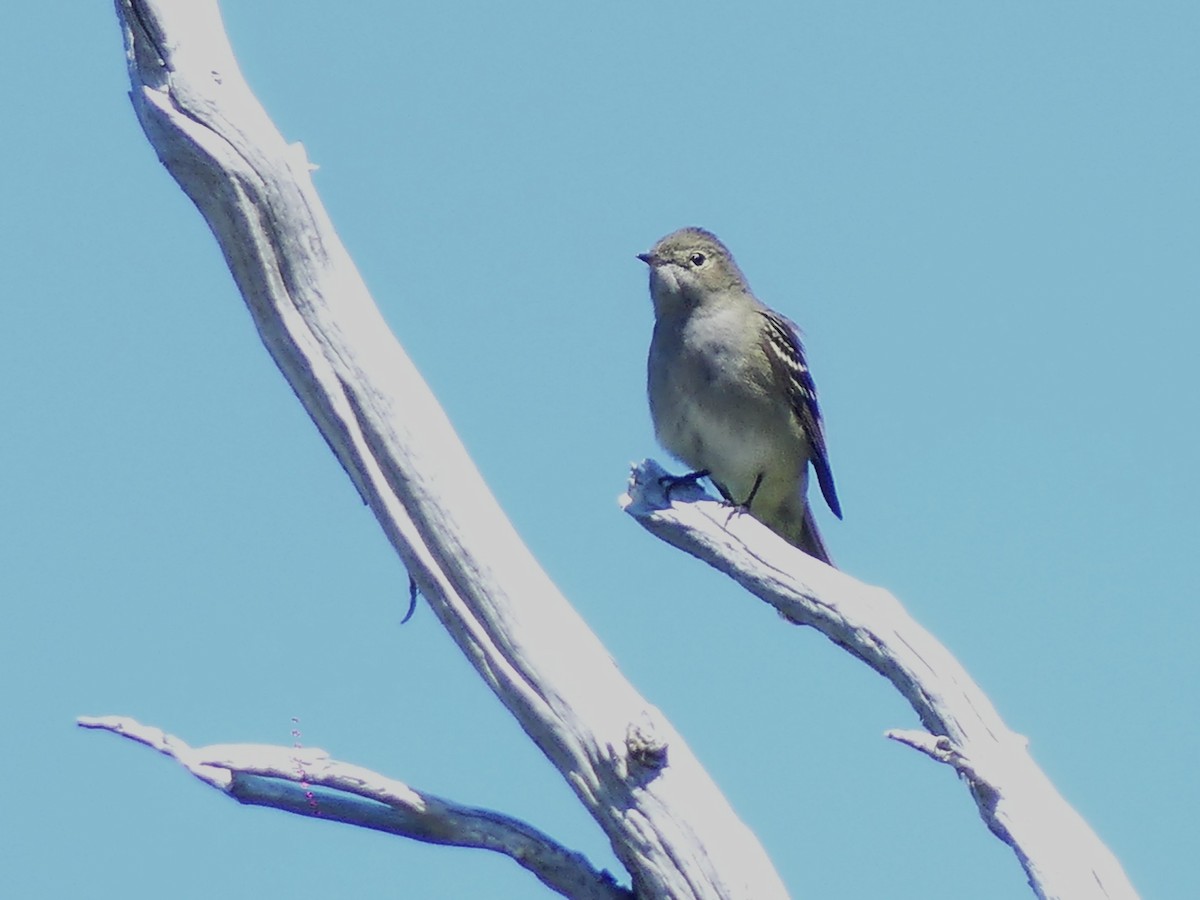 Fiofío Crestiblanco - ML647527344