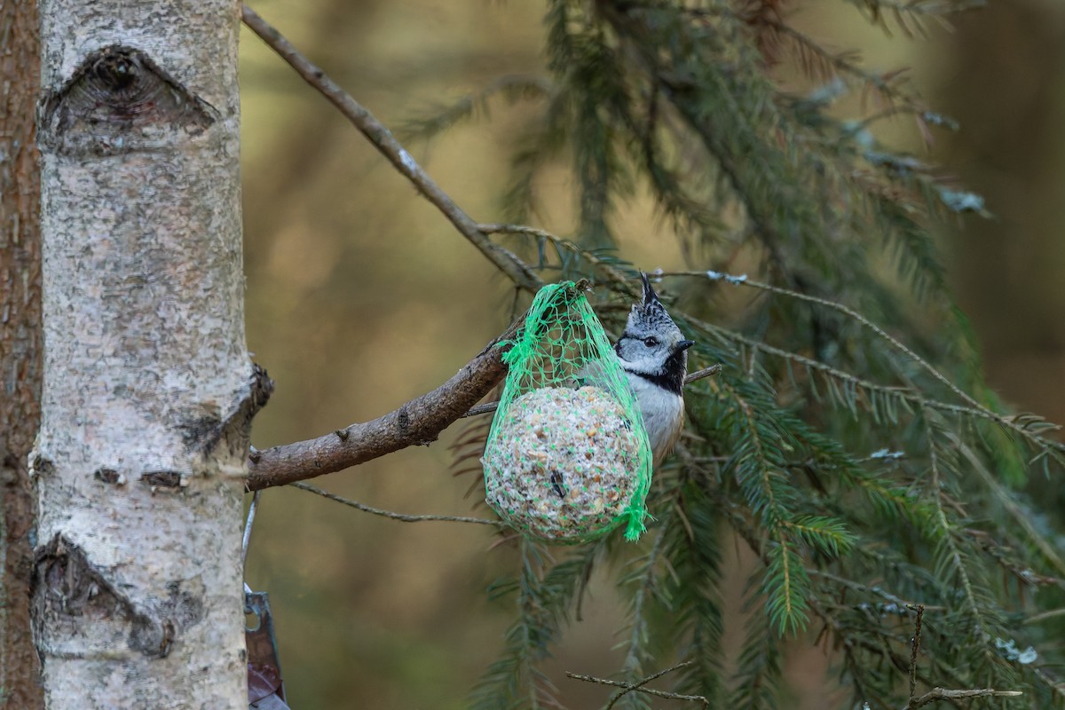 Herrerillo Capuchino - ML647527346