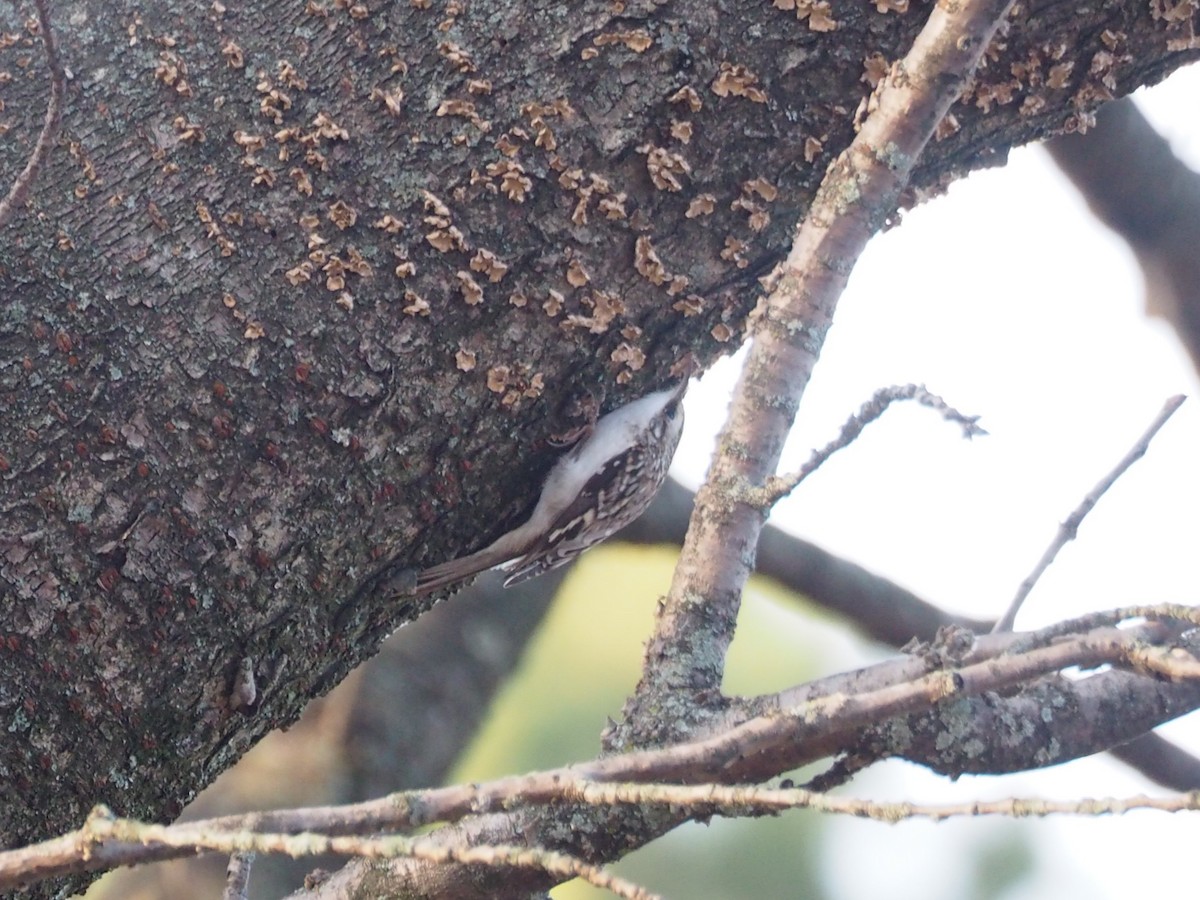 Agateador Americano - ML647527347