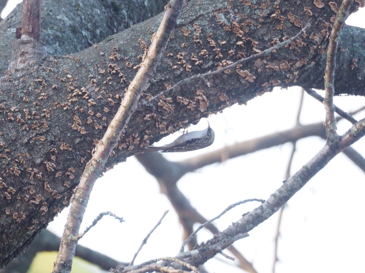 Agateador Americano - ML647527348