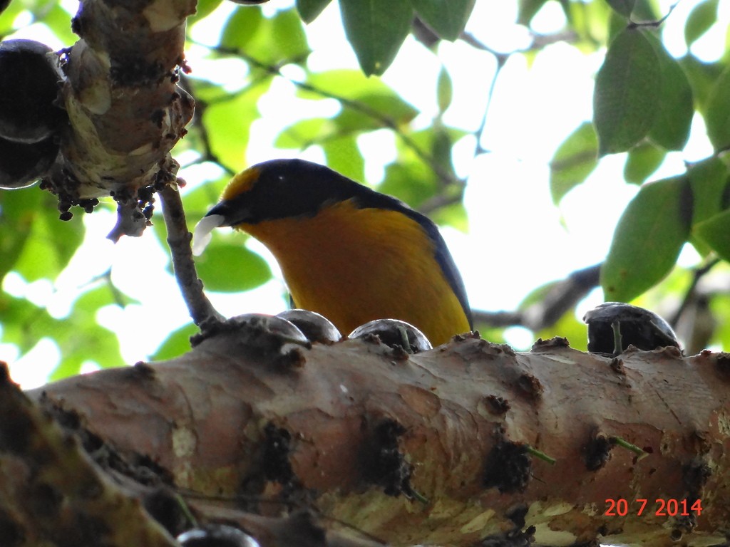 Pepitero Gorjicanelo - ML647527351