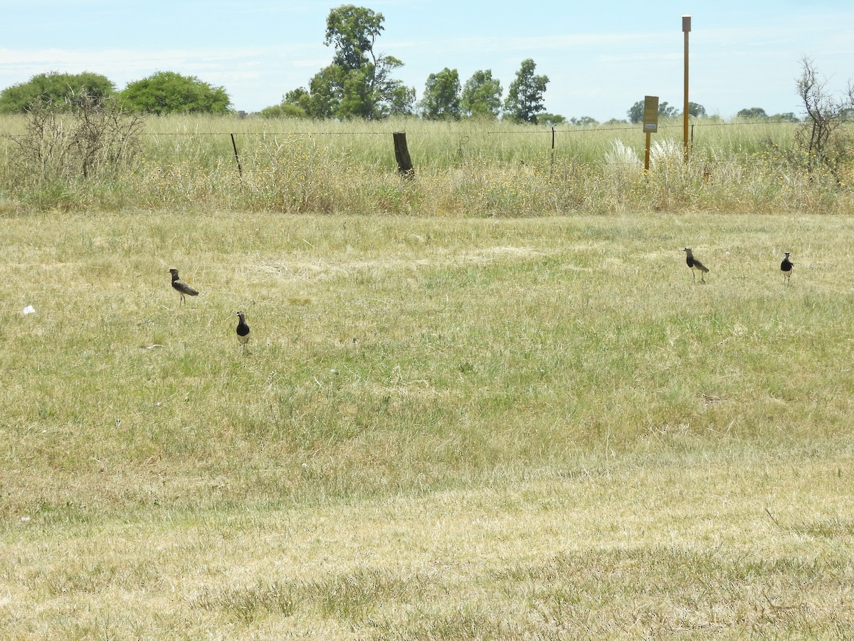 Avefría Tero - ML647527352