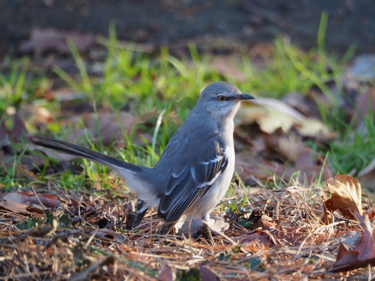Sinsonte Norteño - ML647527353