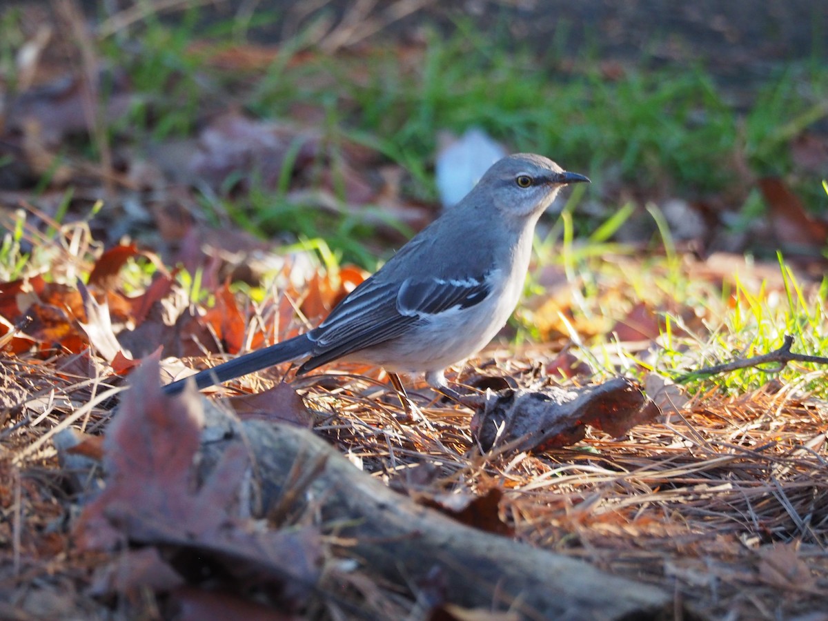 Sinsonte Norteño - ML647527354