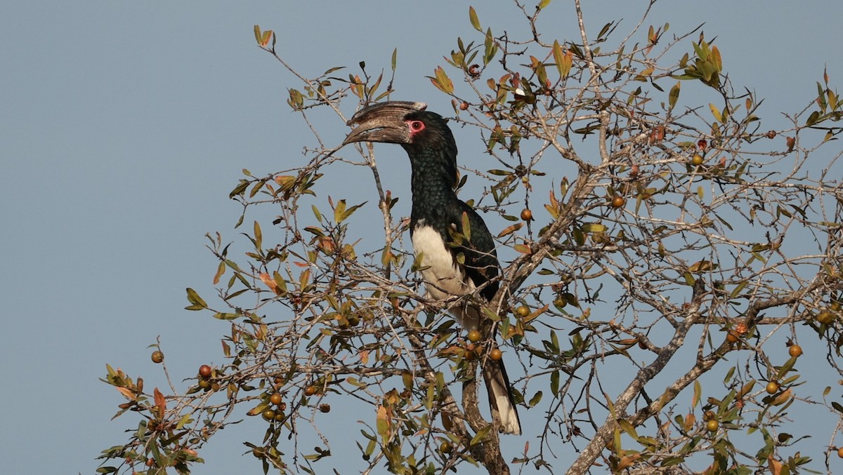 Cálao Trompetero - ML647527356