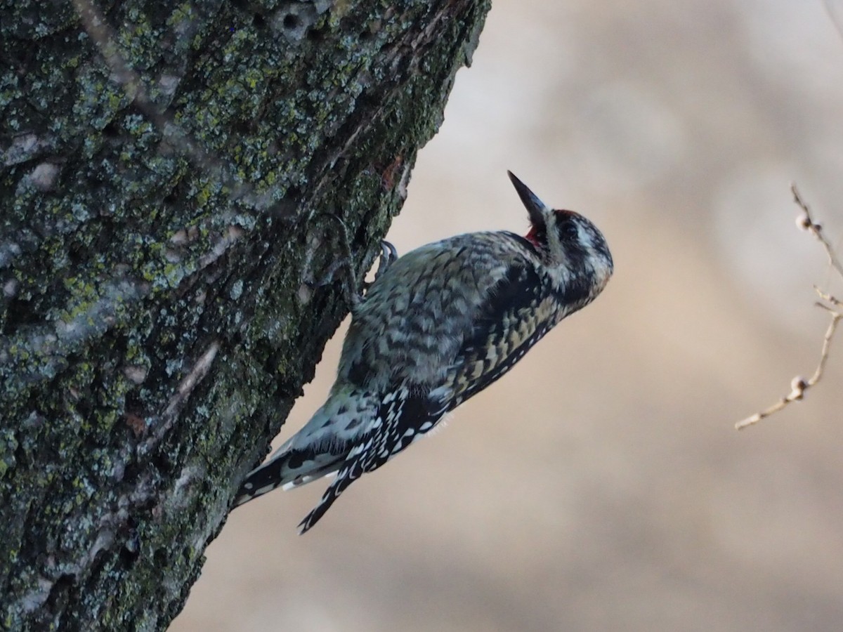 Chupasavia Norteño - ML647527358