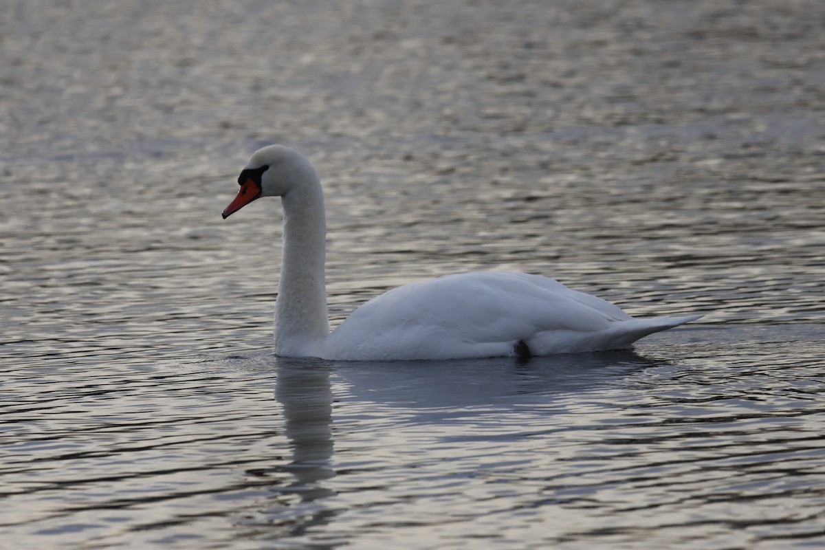 Mute Swan - ML647527359