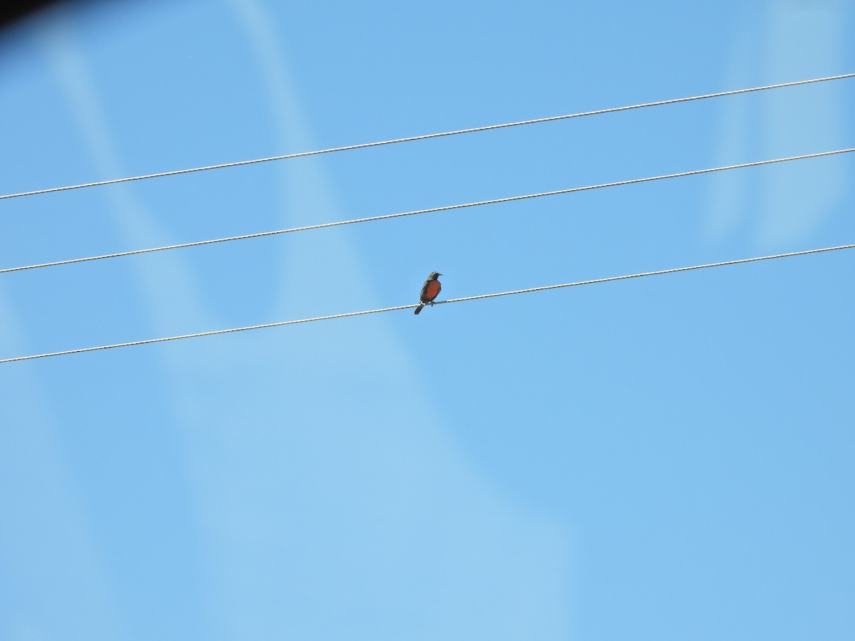 Loica Común - ML647527360