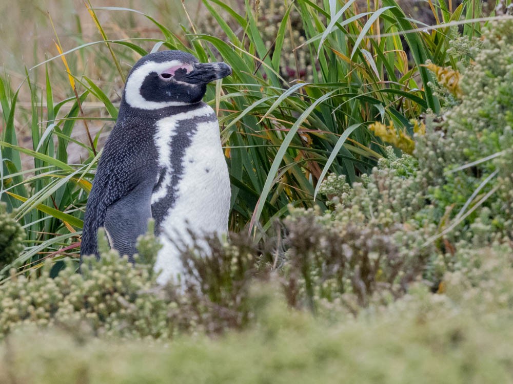 Pingüino Magallánico - ML647527361
