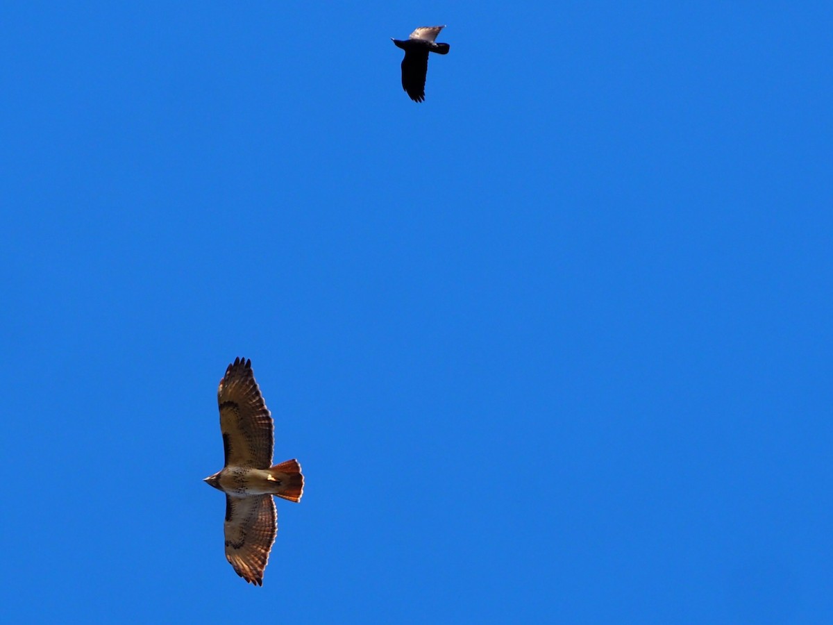 Busardo Colirrojo - ML647527362