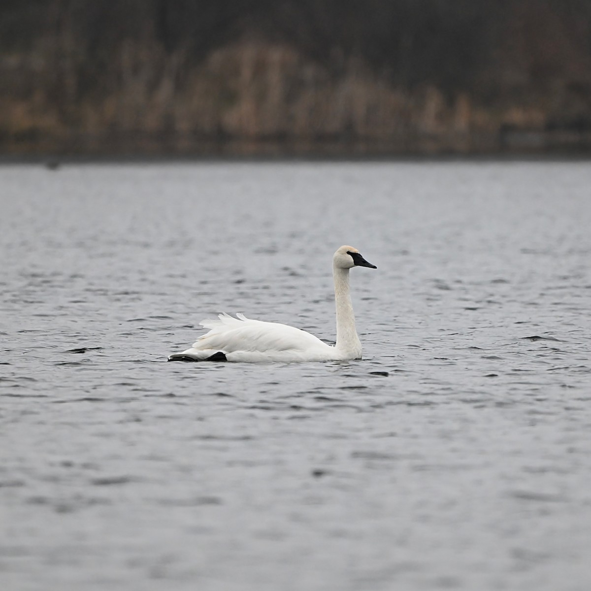 Cisne Trompetero - ML647527363