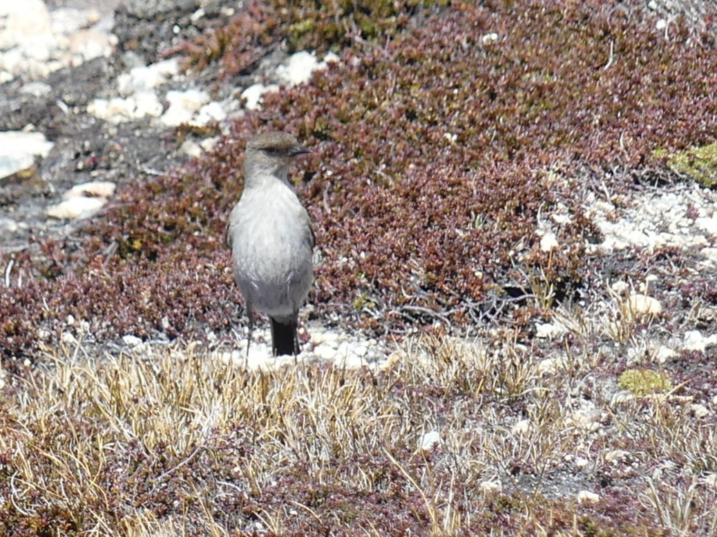 Dormilona Carinegra - ML647527364