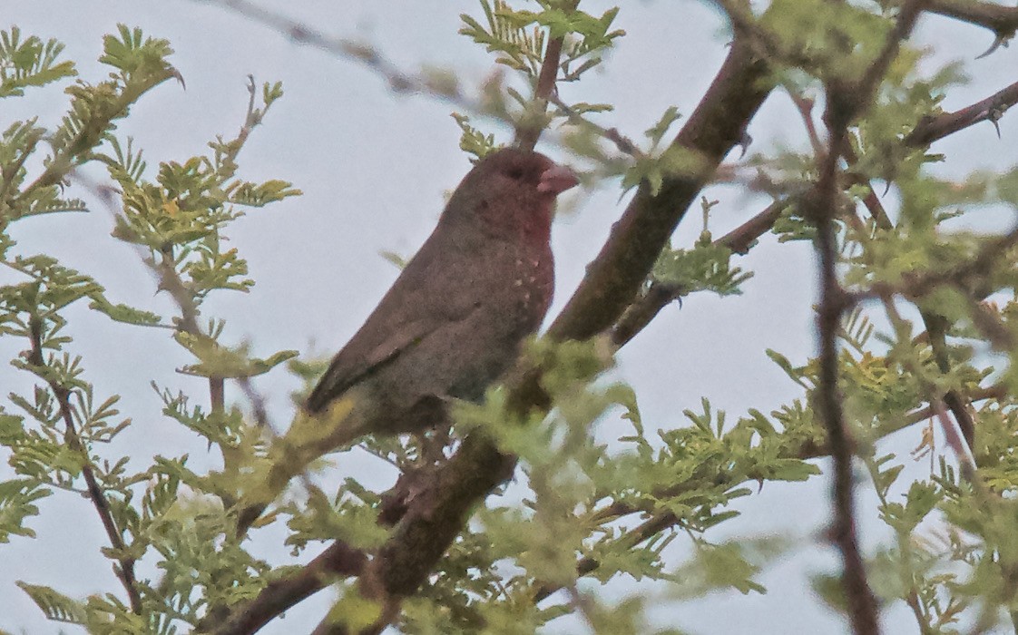 Amaranta Parda - ML647527365