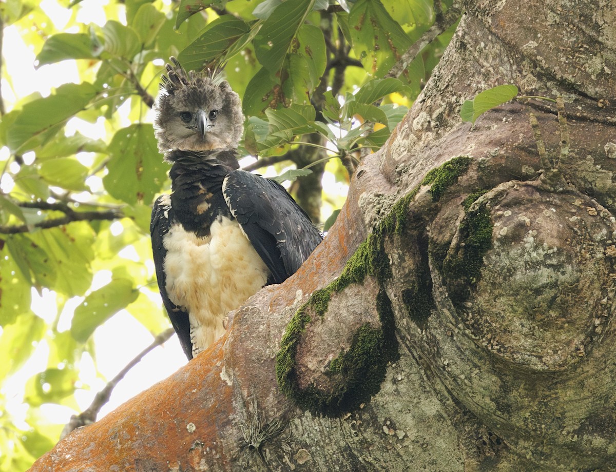 Harpy Eagle - ML647527368