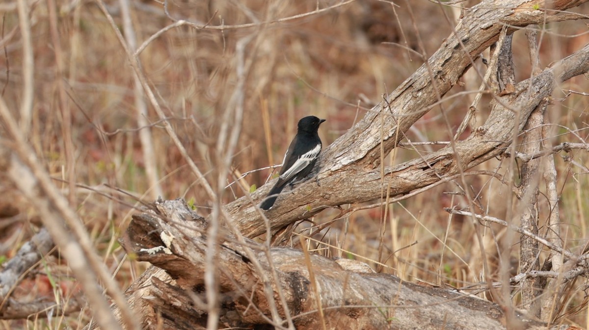 Чёрная синица - ML647527397