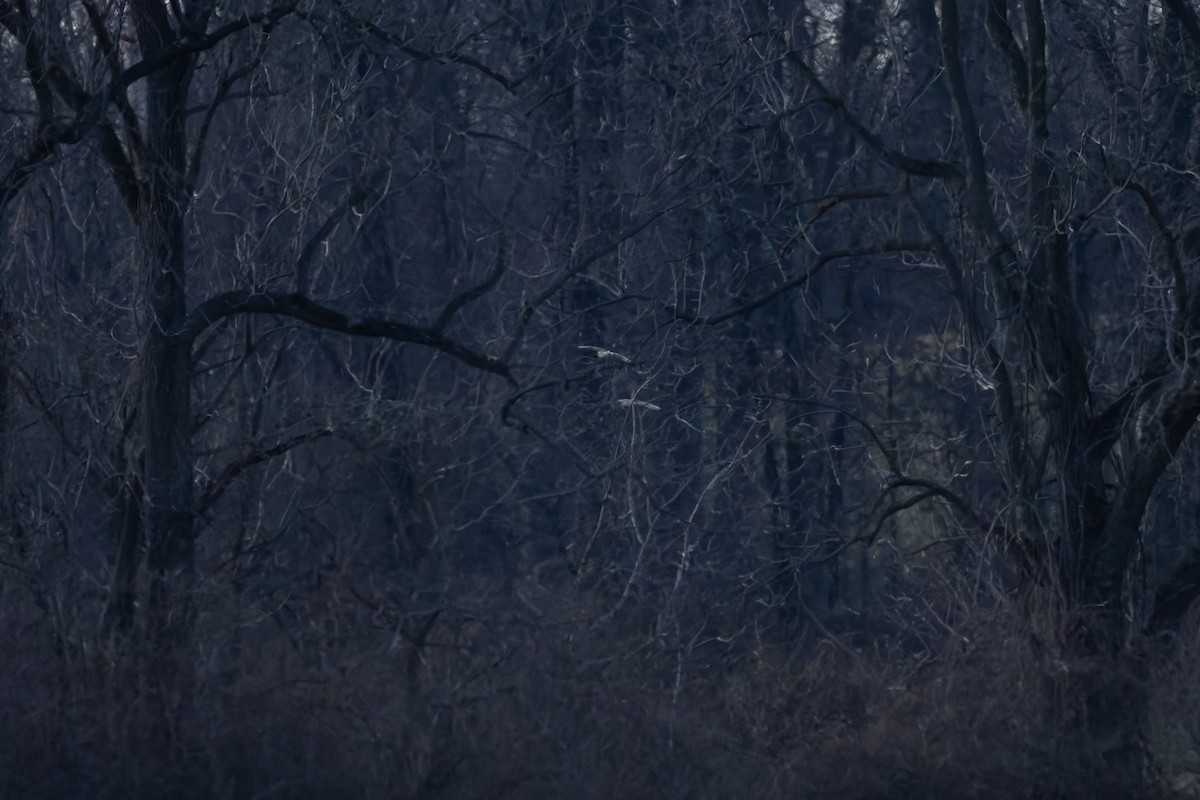 Short-eared Owl - ML647527401