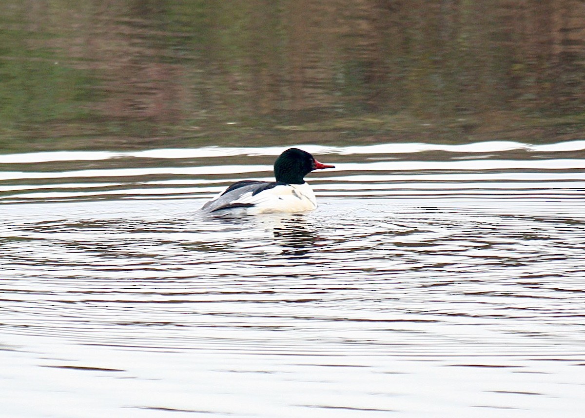 laksand - ML647527402