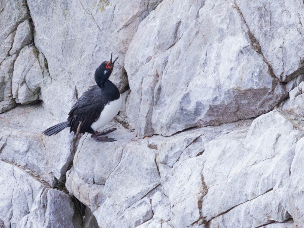 magellanskarv - ML647527403