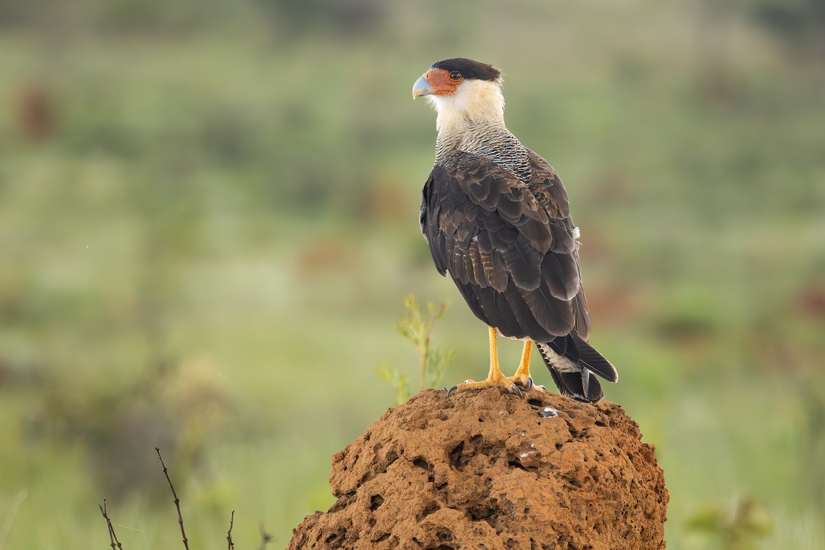 gribbkarakara - ML647527404