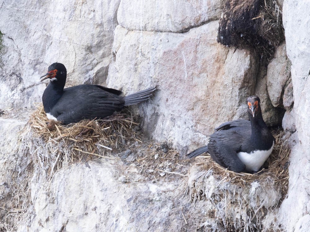 magellanskarv - ML647527408