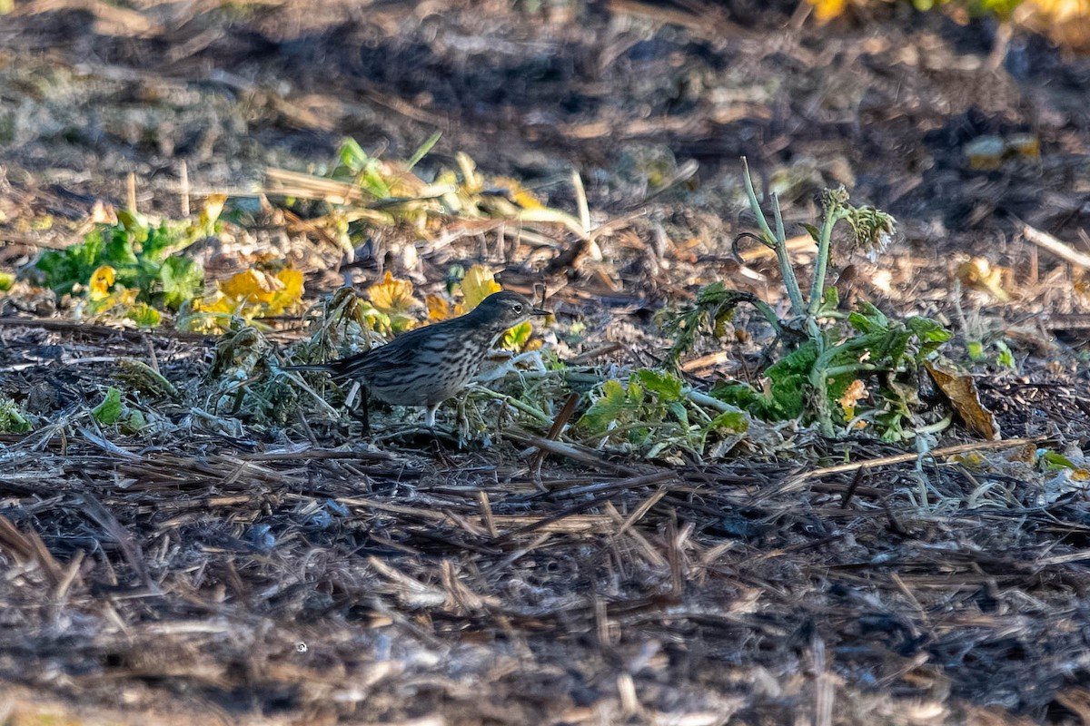 kanadapiplerke - ML647527409