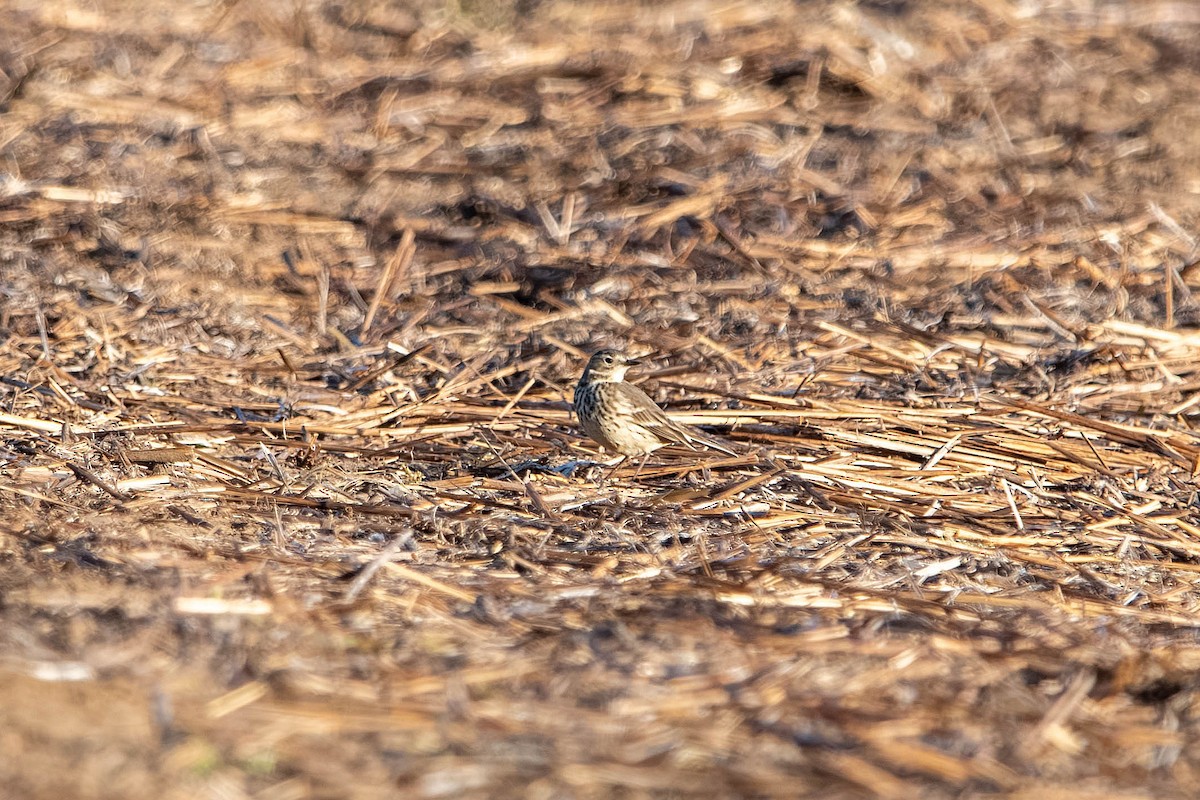 kanadapiplerke - ML647527410