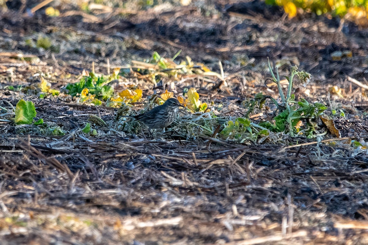 kanadapiplerke - ML647527411