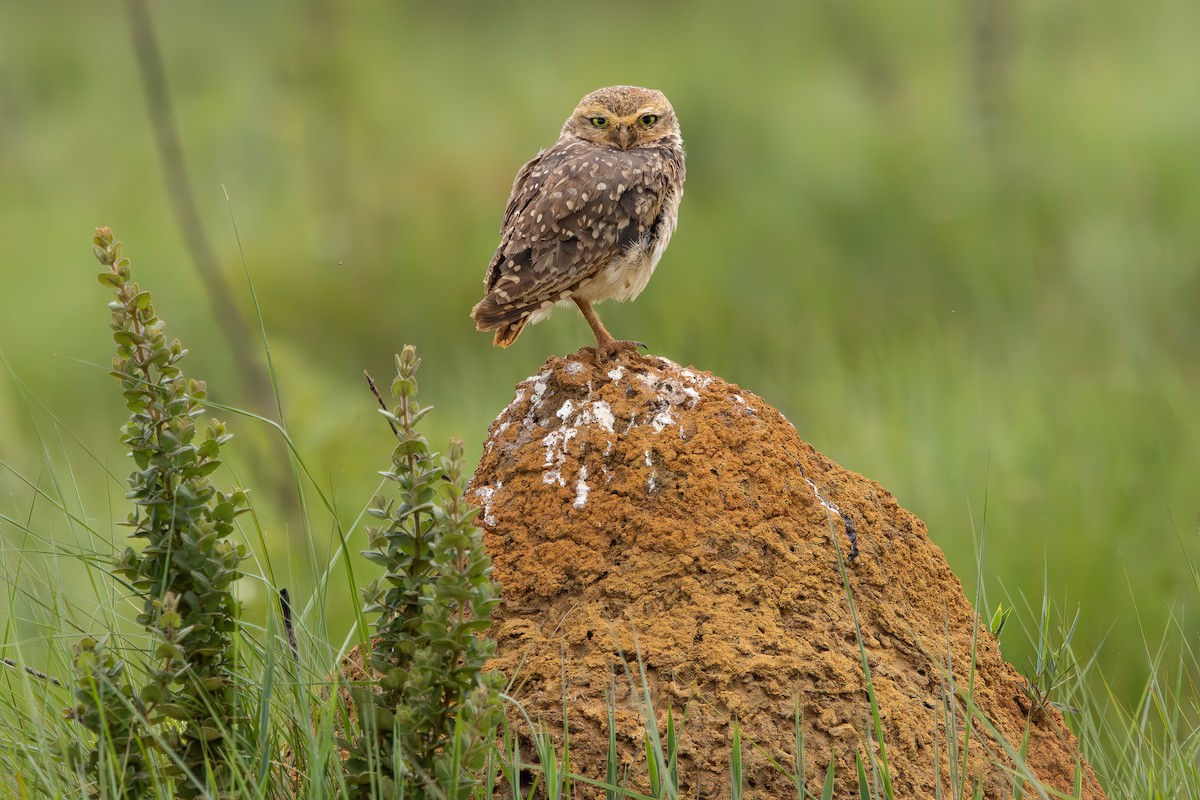 graveugle - ML647527412