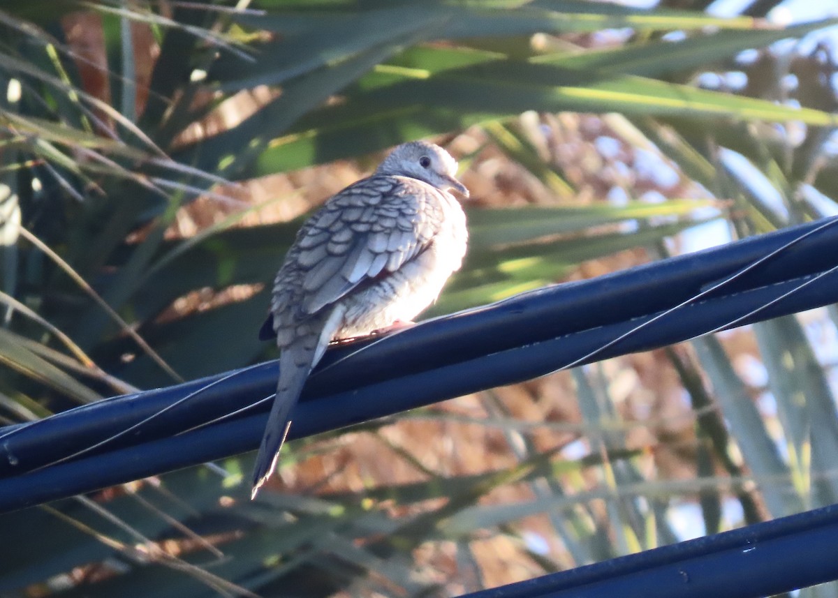 kaktusdue - ML647527413