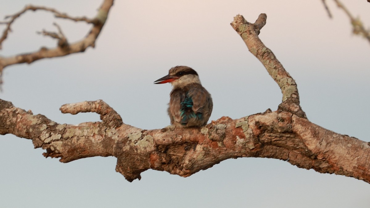 savanneisfugl - ML647527415