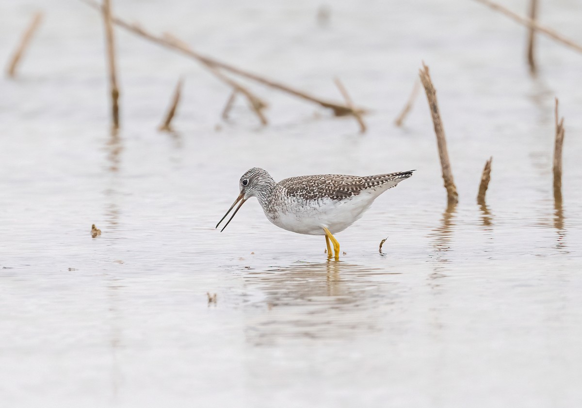 plystresnipe - ML647527416