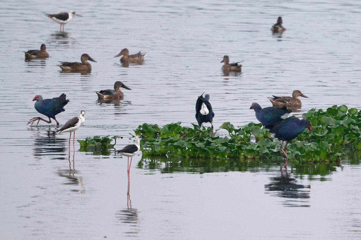 gråhodesultanhøne - ML647527420